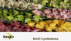 Cymbidium Mix 80cm