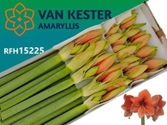 Hippeastrum Desire 75cm