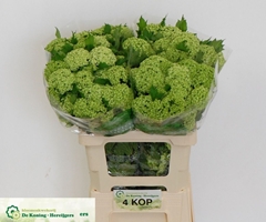 Viburnum Opulus Roseum 60cm 4-hd