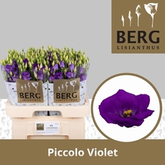 Eustoma Single Piccolo Violet 70cm