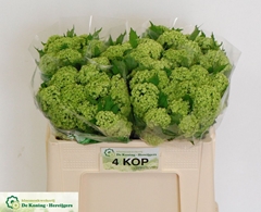 Viburnum Opulus Roseum 50cm 4-hd