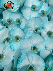 Phalaenopsis Painted Ice Blue 80cm 10+