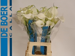 Zantedeschia Captain Ventura 70cm