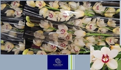 Cymbidium Ivory 60cm