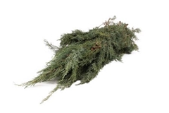 Cupressus Arizonica