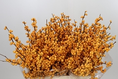 Ilex Verticillata Golden Verboom 60cm