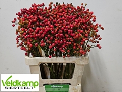 Rose Magical Autumn's Glory 60cm