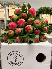 Paeonia Coral Sunset 55cm