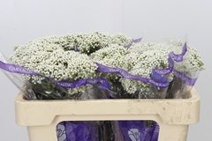 Ozothamnus Cooks Snow White 50cm