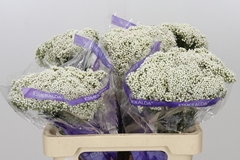 Ozothamnus Cooks Snow White 60cm