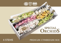 Cymbidium Mix 80cm