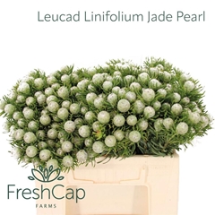 Leucadendron Spray Ayoba Jade Pearl 35cm