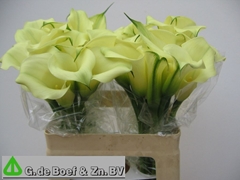 Zantedeschia Bridal Bliss 60cm