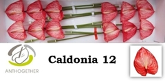 Anthurium Caldonia 13cm Hd