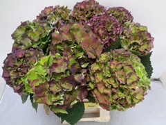 Hydrangea Royal Palace Classic 60cm 14-16cm Hd