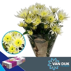 Chrysanth Spray Delianne White 70cm 65gr.