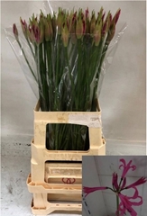 Nerine Favourite 70cm