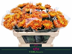 Chrysanth Single Astro 70cm 70gr.