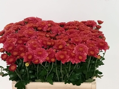 Chrysanth Spray Blenda Salmon 53cm 40gr.