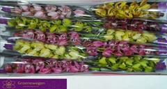 Cymbidium Mini Mix 60cm