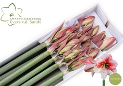 Hippeastrum Showmaster 80cm