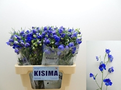 Delphinium Single Sunshine 60cm