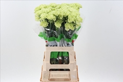 Dianthus Single Jungle Green 70cm