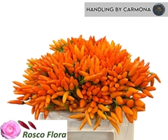 Capsicum Orange Fire 40cm