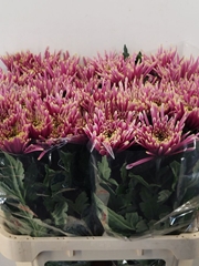 Chrysanth Single Tula Sharletta 80cm 80gr.