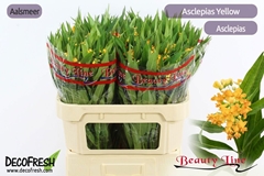 Asclepias Curassavica Silky Gold 70cm