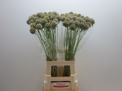 Scabiosa Stellata 70cm