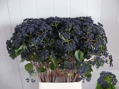 Viburnum Dentatum Blueberry Hill 100cm