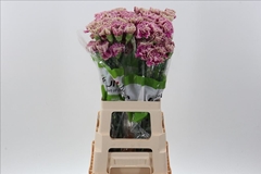 Dianthus Single Antigua 70cm