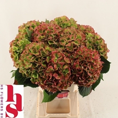 Hydrangea Verena Classic 60cm 18-20cm Hd