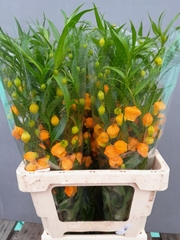 Sandersonia Aurantiaca 70cm