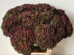 Hydrangea Charlotte Classic 65cm 16-18cm Hd
