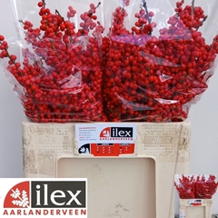 Ilex Verticillata 50cm
