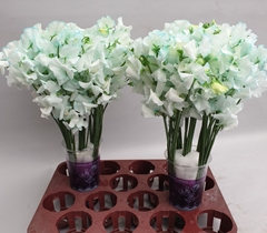 Lathyrus Painted Iceblue 35cm