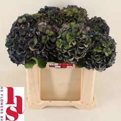 Hydrangea Royal King Classic 50cm 14-16cm Hd