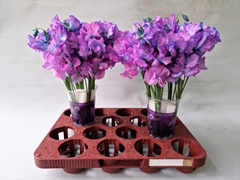 Lathyrus Parfum Painted Purple Magic 35cm