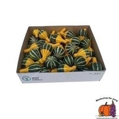 Cucurbita Pepo Pear Bicolor 5cm