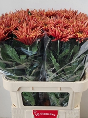 Chrysanth Single Tula Copper 80cm 80gr.