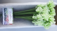 Lathyrus Painted Green 35cm