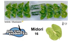 Anthurium Midori 11cm Hd