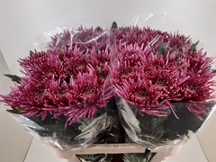 Chrysanth Single Tula Purple 80cm 70gr.