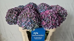 Hydrangea Pimpernel Aubergine Classic 80cm 20-22cm Hd