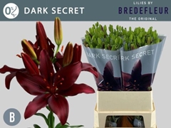 Lily Asiatic Dark Secret 90cm 5+