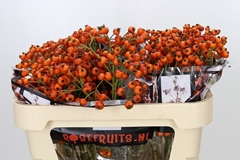 Rosa Hiphop Sunset 70cm