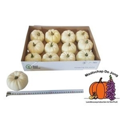 Cucurbita Pepo Baby Boo 8cm