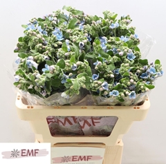 Oxypetalum Tanioka Pure Blue 55cm